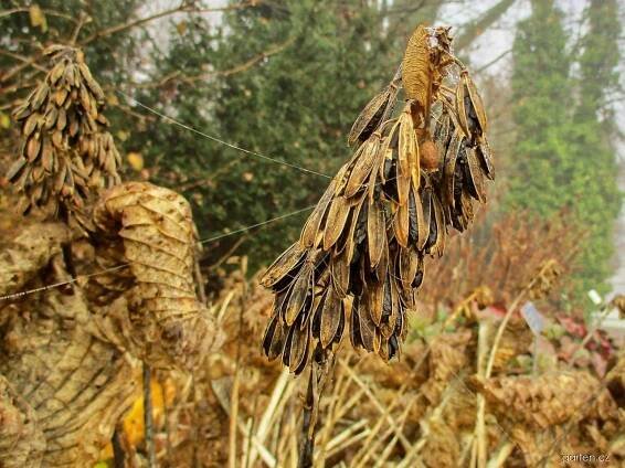 Bohyška - plody se semeny (Hosta)