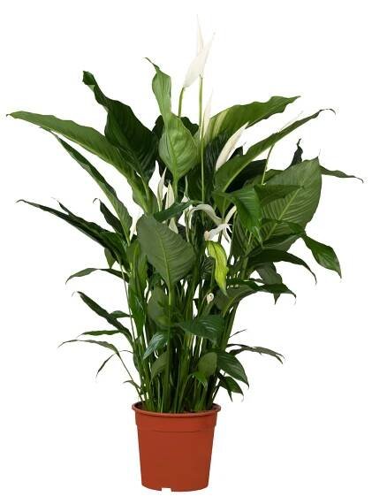 Toulcovka (Spathiphyllum) "Bingo Cupido", cca 75 cm, pr. kv. cca 19 cm