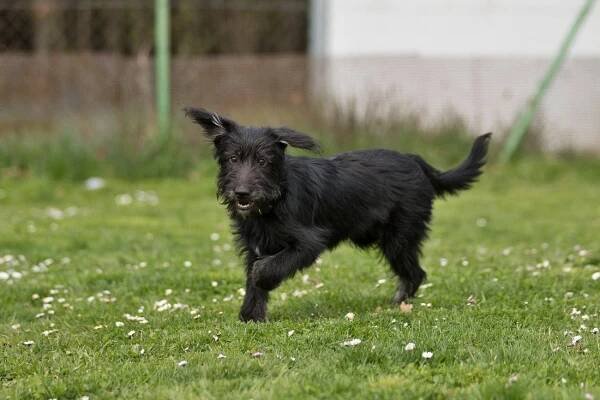 Psi k adopci z útulků, azylů a neziskových organizací