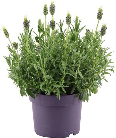 OBI Levandule "Anouk" bílá průměr květináče cca 17 cm Lavandula stoechas nakoupit u OBI