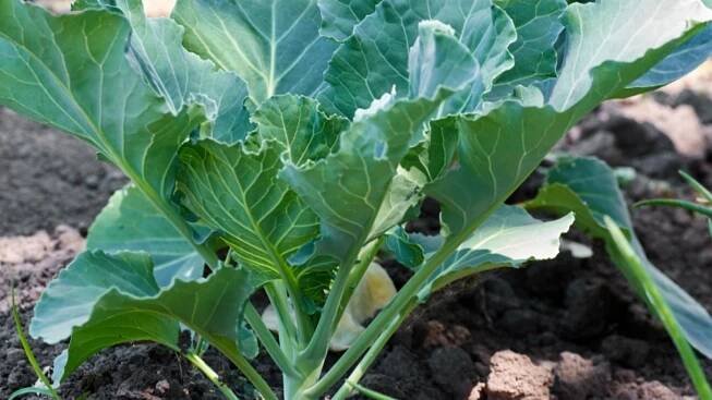 Tips On How To Grow Collard Greens