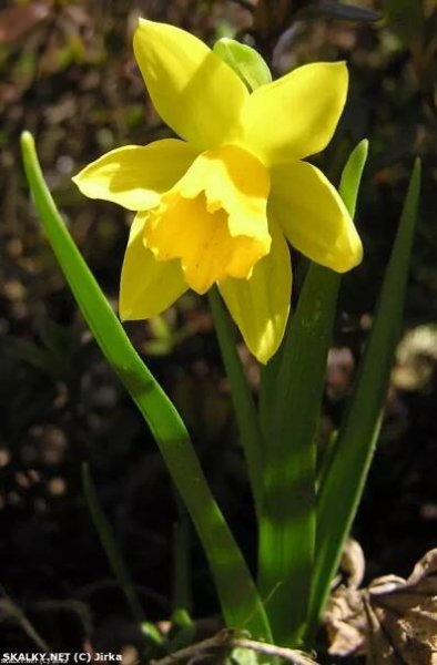 narcis - http://skalky.net/profil/3 | © Jirka | 