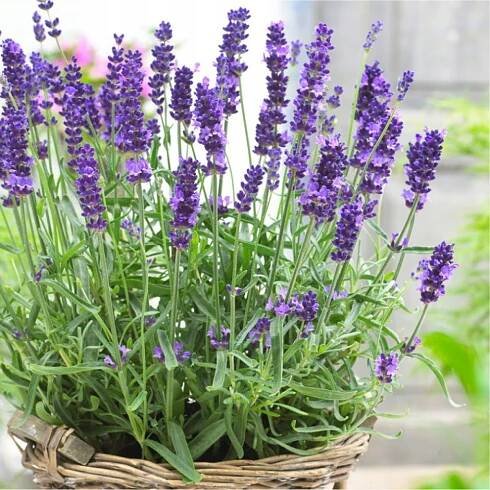 Levandule úzkolistá HIDCOTE BLUE nízká odrůda INTENZIVNĚ VONÍCÍ, odolná