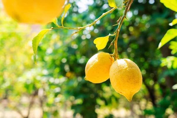 Amalfi Lemon Tour