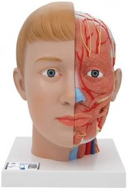 Model hlavy a krku v životní velikosti