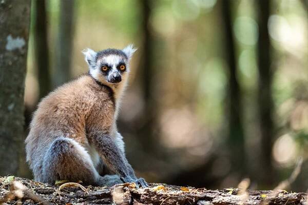 Ring-tailed lemur in a forest in Ifotaka.