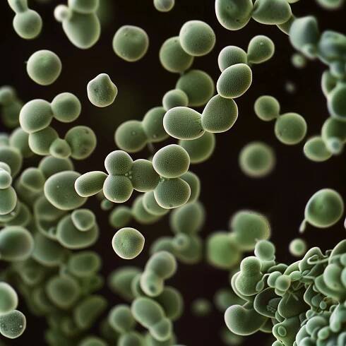 Streptococcus mutans bacteria