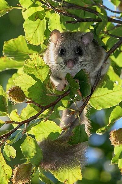 Cicavce – Matej Ferenčík – Slovakian Wilderness