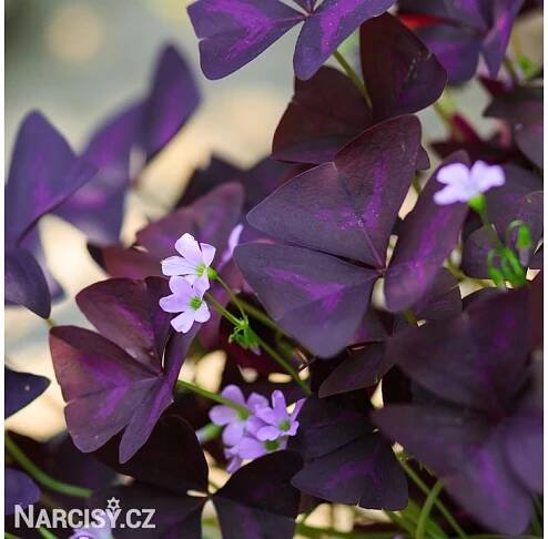 Šťavel - Oxalis triangularis - Narcisy.cz