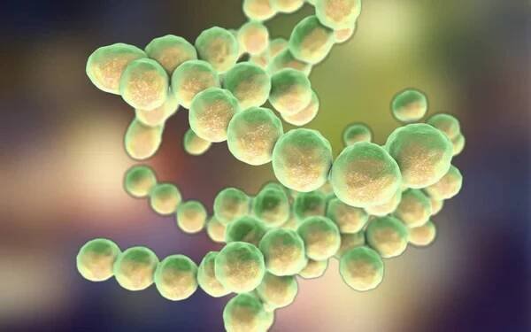Grampozitivní bakterie Peptococcus, digitální ilustrace. — Stock obrázek
