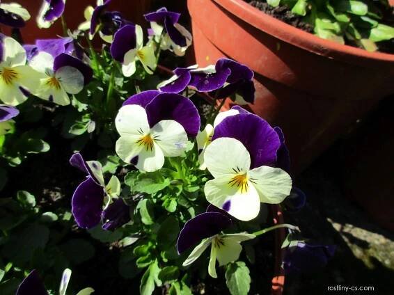 Violka rohatá - Viola cornuta, rostlina