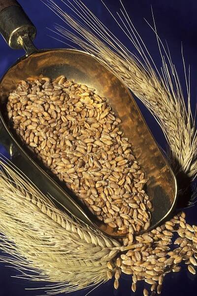Cookbook:Triticale - Wikibooks, open books for an open world