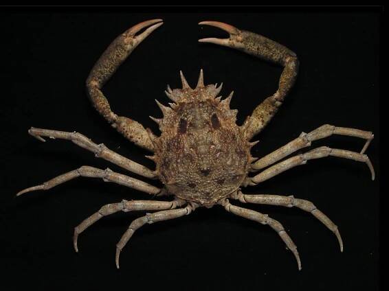 Malacostraca (rakovci) | BioLib.cz