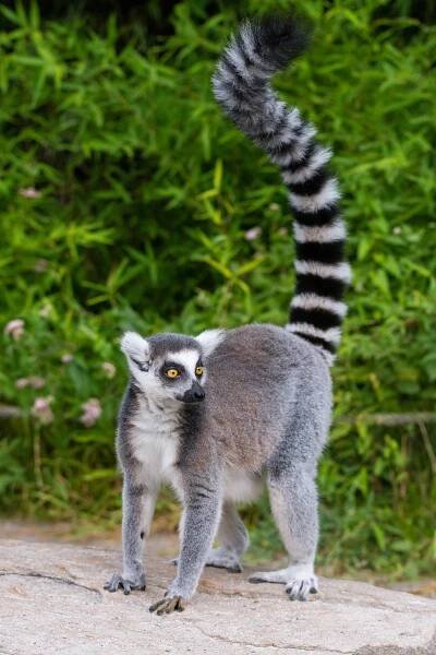 Lemur kata