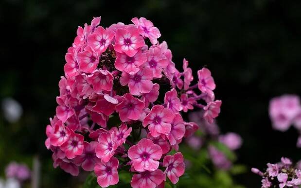 Jakou půdu mají květy floxů rády?