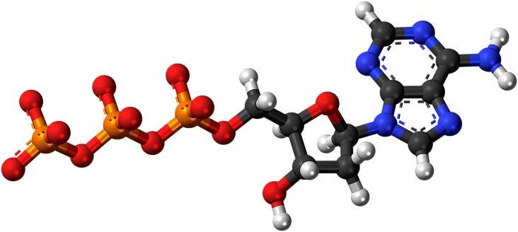 Deoxyadenosintrifosfát – Wikipedie