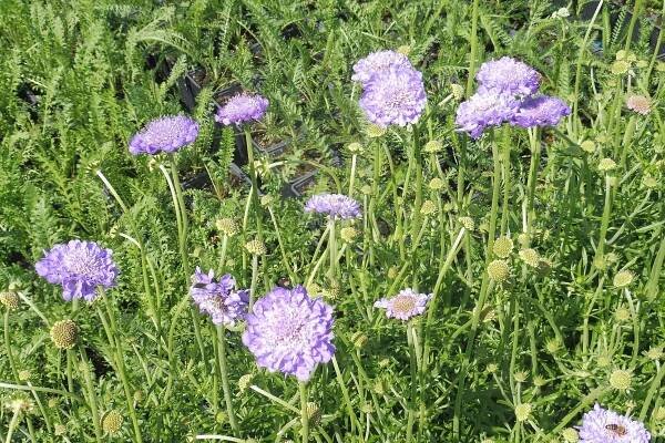 Scabiosa caucasica " Perfecta " - hlaváč kavkazský Zahradnictví Krulichovi - zahradnictví, květinářství, trvalky, skalničky