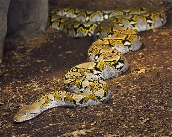 Síťovaný python 