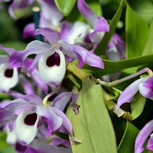 Dendrobium-Orchidee