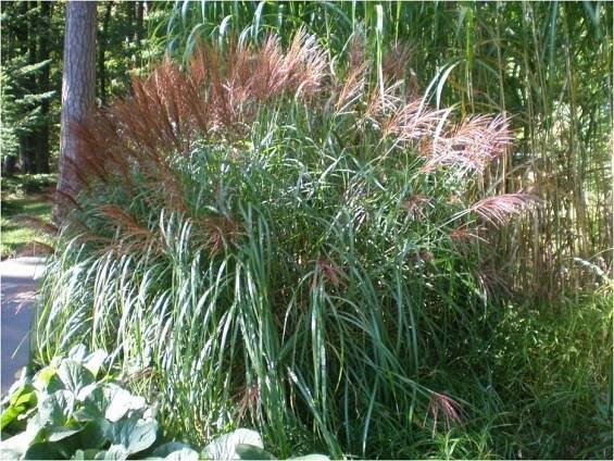Miscanthus sinensis, Miscanthus floridulus