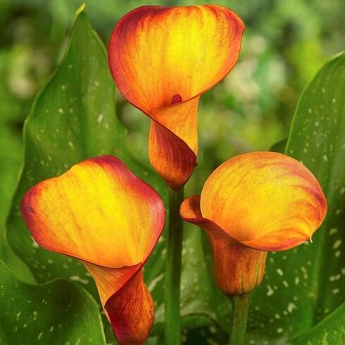 Orange & Yellow Calla Lily Bulbs For Sale