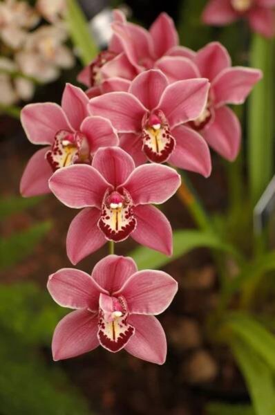File:Cymbidium Clarisse Austin 'Best Pink' Flowers 2000px.JPG - Wikimedia Commons