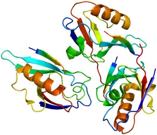 DVL3 - Wikipedia