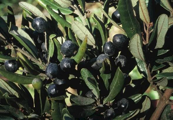 Aextoxicon punctatum