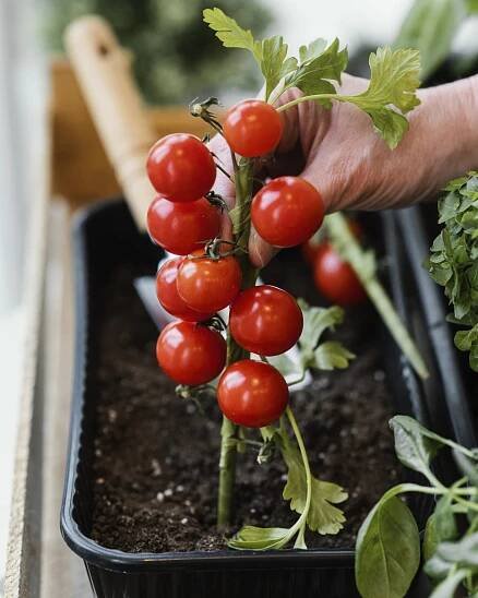 8 Essential Tips for Growing Cherry Tomatoes in Pots - Cultivating Green Spaces