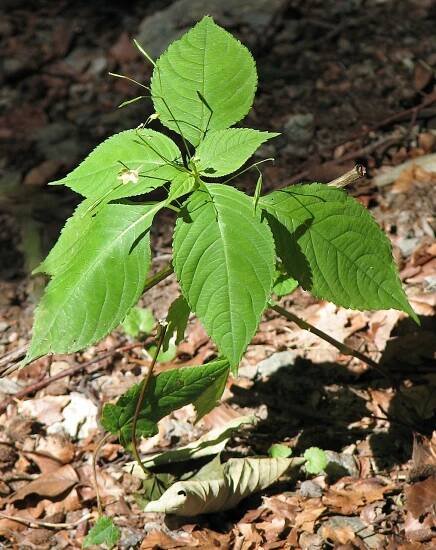 Soubor:Springkraut (Impatiens noli-tangere).jpg