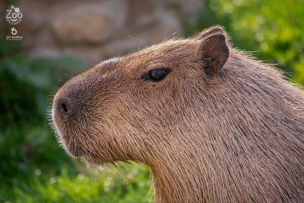 KAPYBARA (Hydrochoerus hydrochaeris) (zoonahradecku.cz)