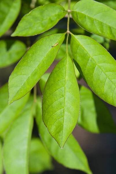 Jasan zimnář (Fraxinus ornus)