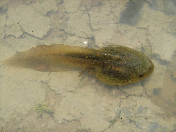 Pelobates fuscus - blatnice skvrnitá