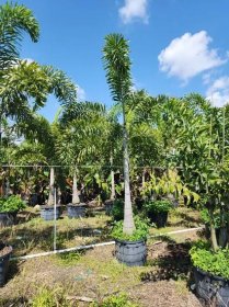 Foxtail palm Fill Grown overall 10 ft on pots