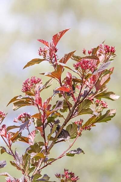 If you want a stunning low hedge plant on the east-facing side of the house, Petite Plum Ninebark is your best bet