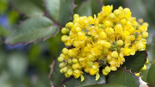 Mahónie cesmínolistá (Mahonia aquifolium)