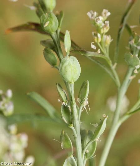 Lepidium sativum – řeřicha setá