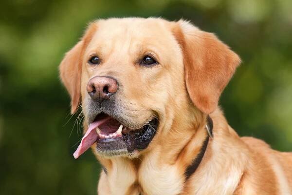 Labradorský retrívr: Oblíbený nejen jako rodinný společník