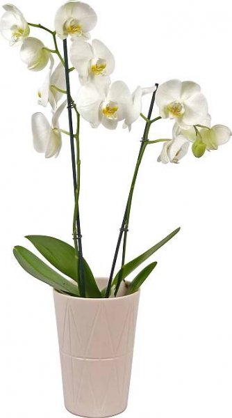 Orchidej motýlokvětá se 2 výhony bílá v květináči pr. cca 12 cm