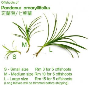 Pandanus  amaryllifolius 斑蘭葉/七葉蘭