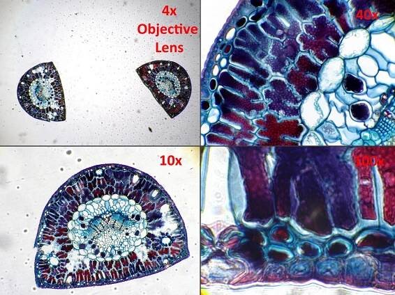 Laboratory — Dino-Lite Digital Microscope | Americas