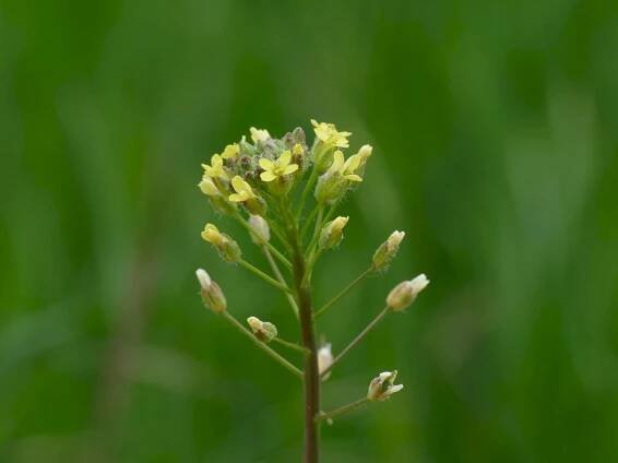 Lnička drobnoplodá (Camelina microcarpa) – Lars Porta/Shutterstock