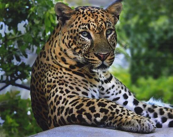 Wild Animals Leopard Black And Yellow Spots Picture