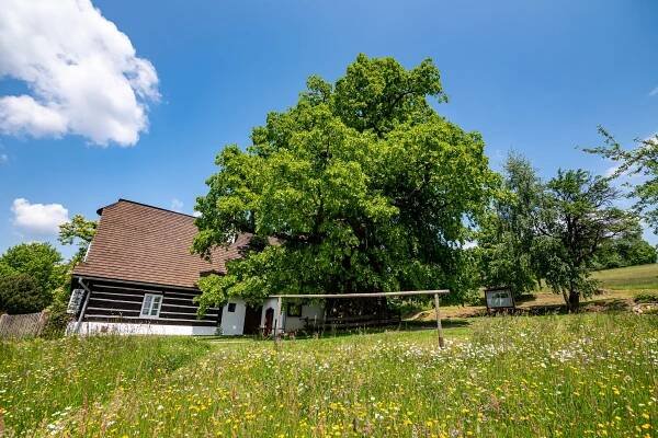 Jak vypadá letošní Strom roku? Zvítězila Zpívající lípa, podívejte se