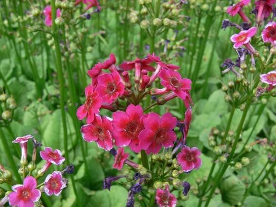 Prvosenka japonská 'Millers Crimson'