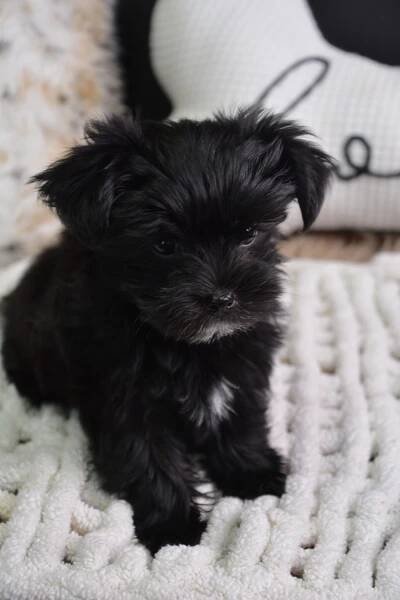 Eliot -Male Morkie
