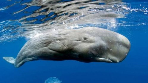 Odkud se vzaly gigantické velryby? Z malého býložravce!