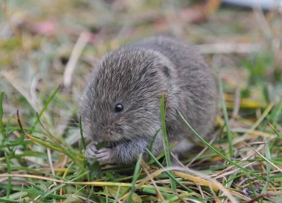 COAT > Modules > Small rodent module 