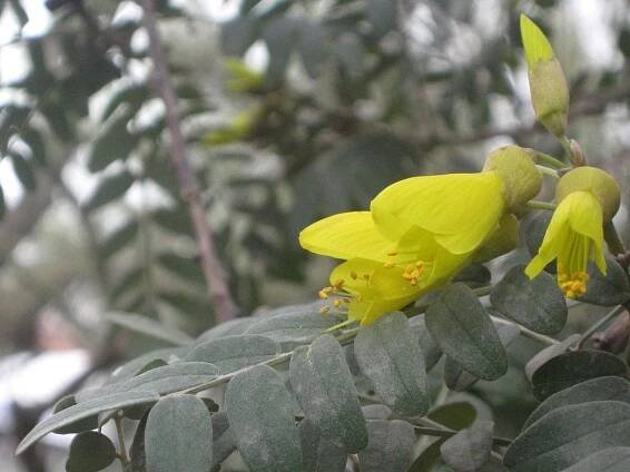 Sophora macrocarpa chilena