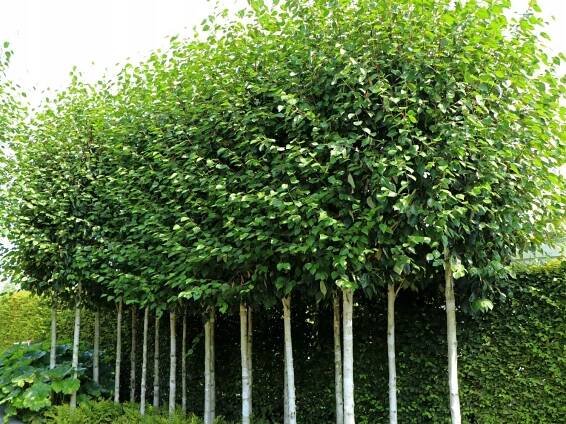 Bříza užitečná DOORENBOS Latinský název betula utilis
